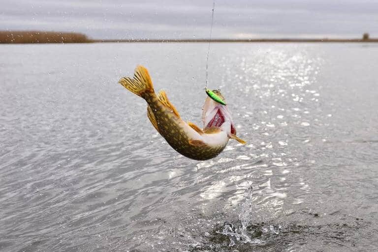 Я чувствую каждую “тычок”, даже самую осторожную щучью атаку или едва ощутимый контакт воблера с травкой
