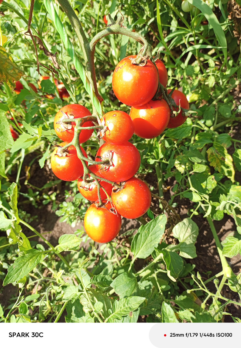 Сорт Запуняка.