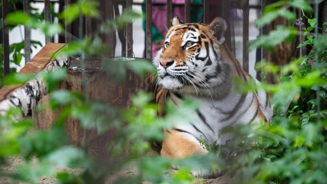    Фото: Ilya Moskovets/URA.RU/Global Look Press