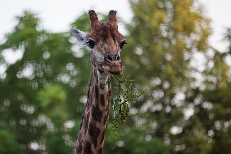    Фото: Edgar Breshchanov/Global Look Press/Global Look Press