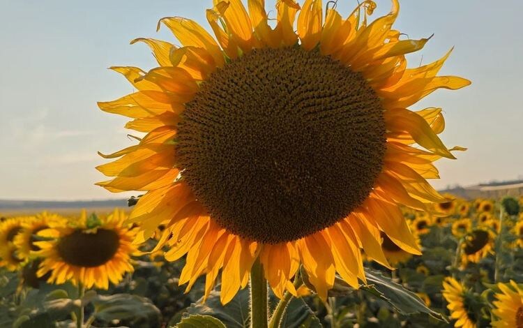    В ДНР ничто не угрожает здоровью подсолнечника и кукурузы, а ливни оживили урожай