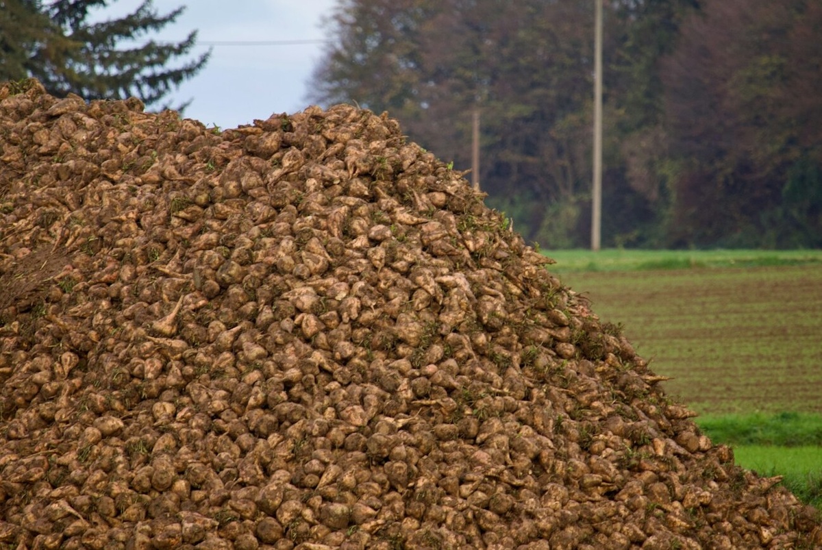 Фото: unsplash.com