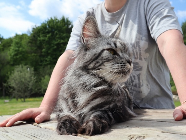 Деформация лап у котят Мейн Кунов: причины, коррекция питания и опасные симптомы