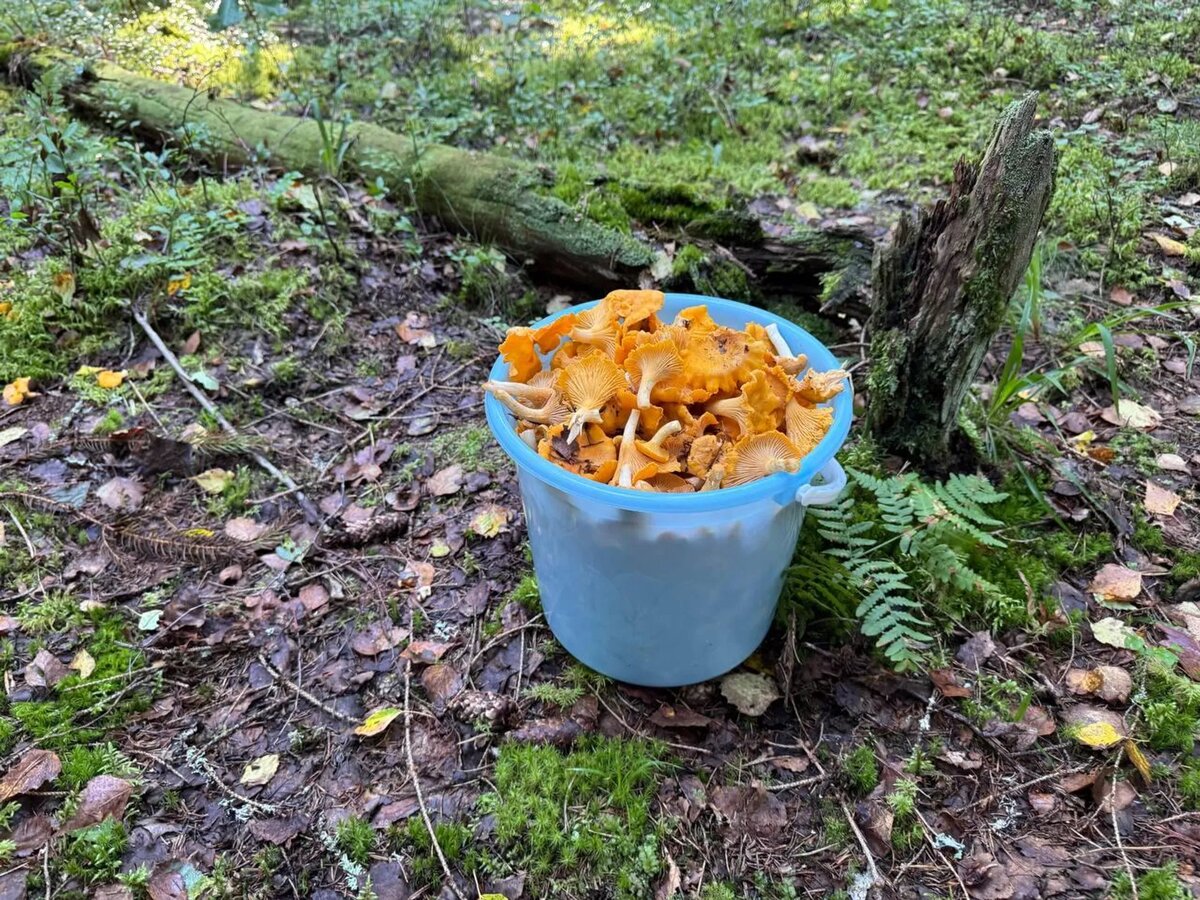 Ведро с лисичками
© Sputnik