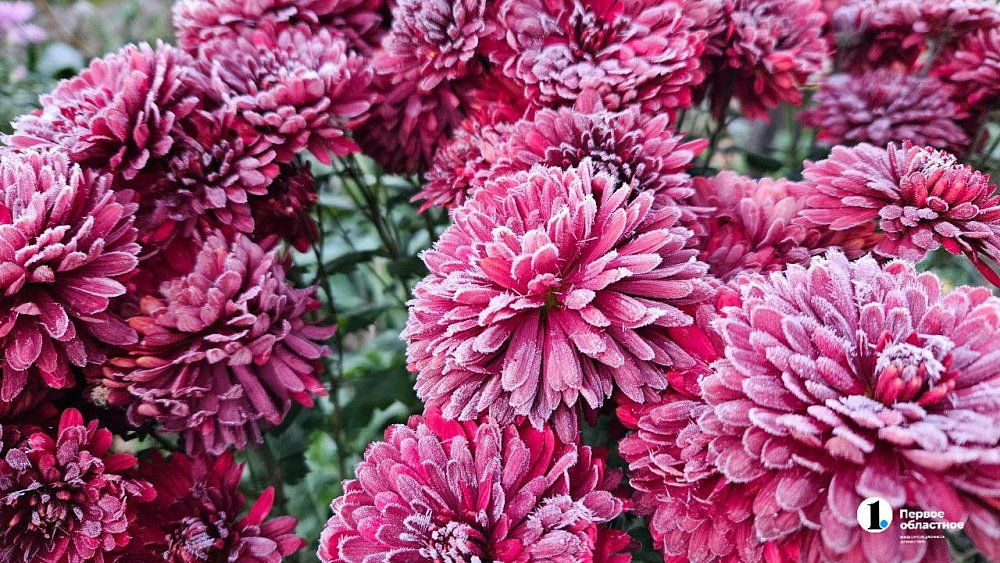 Фото: ИА «Первое областное»
