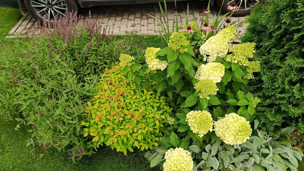 Сад автора, спирея Пинк энд Голд