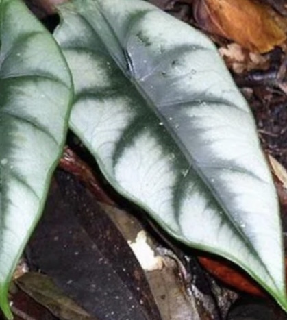 Фото из интернета