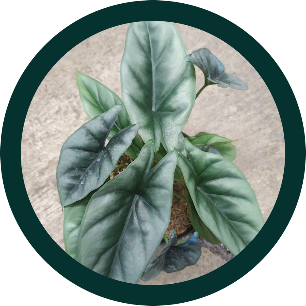 Фото из интернета 