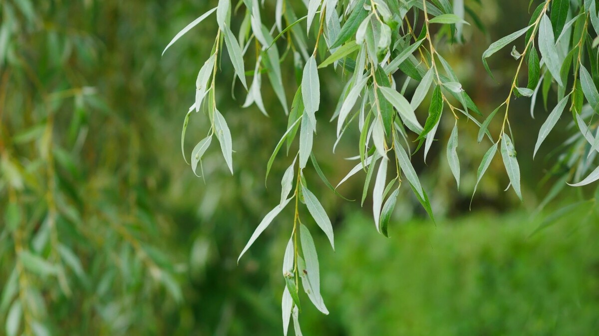    Фото: Tibesty/Shutterstock/Fotodom