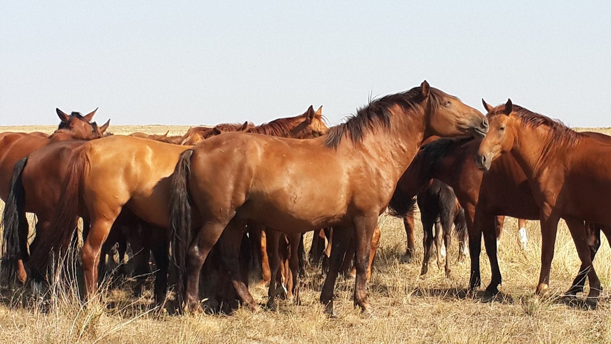 Казахские лошади