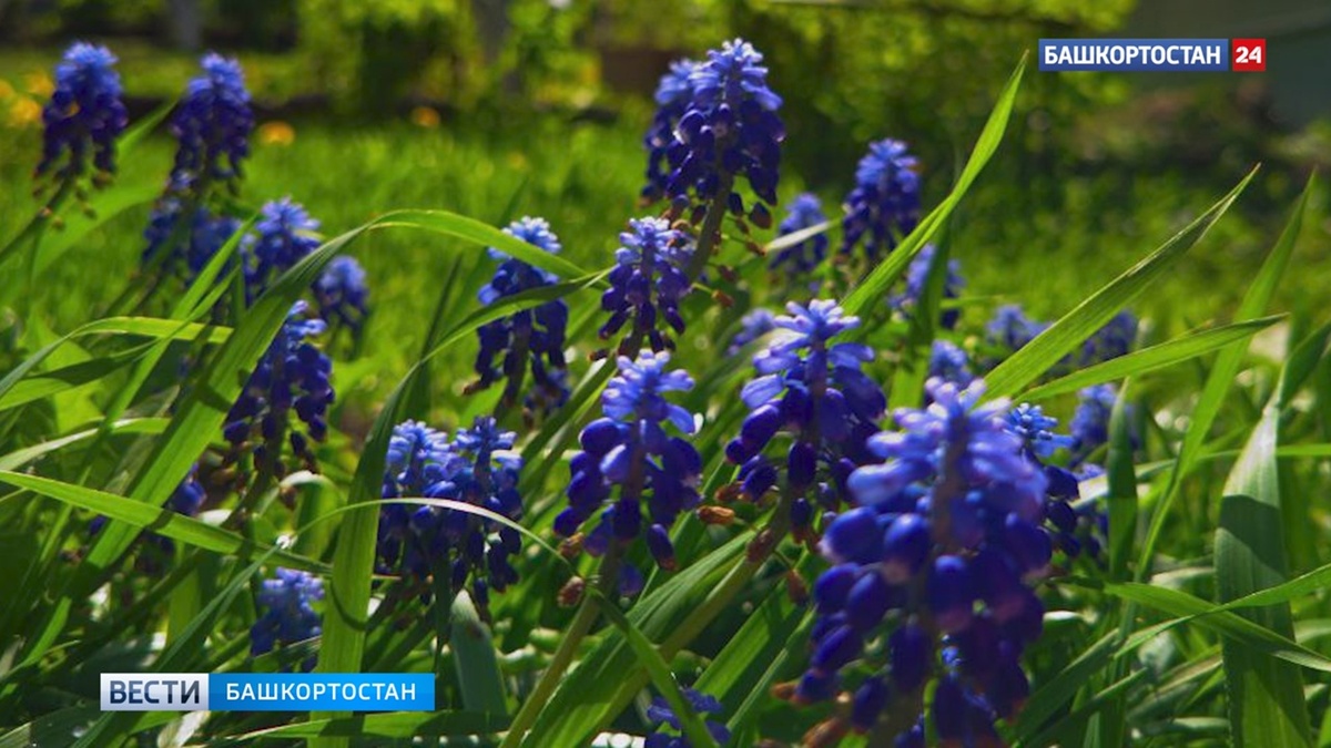    В башкирском селе Прибельский благоустроили парк