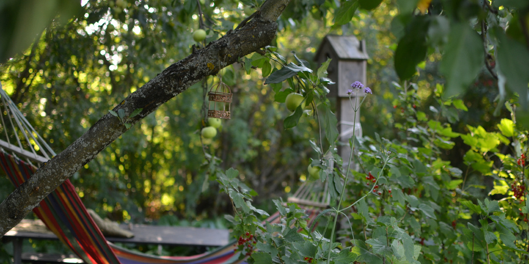 Четыре однолетника, которые делают мой сад в этом году