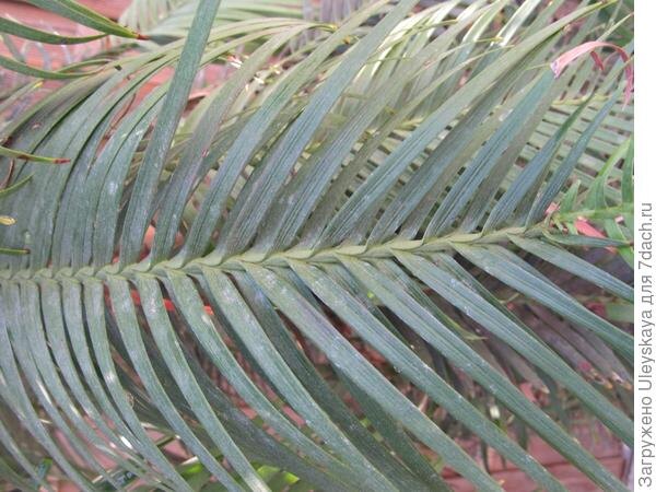 Листья воллемии, непохожи на иголки хвойных деревьев.