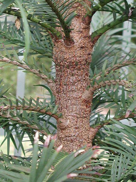 Ствол воллемии.