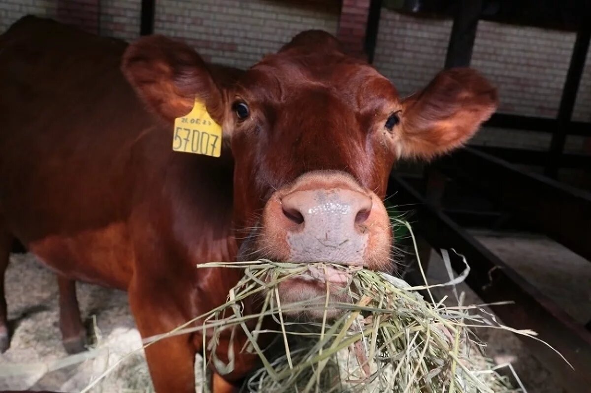    Грандиозный праздник сельского хозяйства.
