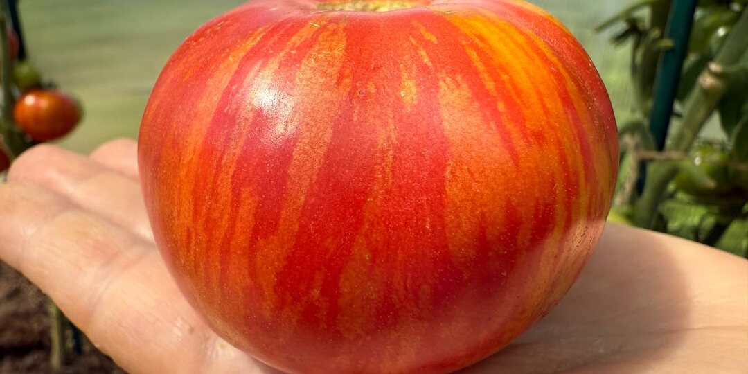 💧🥃40 капель и помидоры созреют до фитофторы. Топ 5🖐 ускорителей созревания.