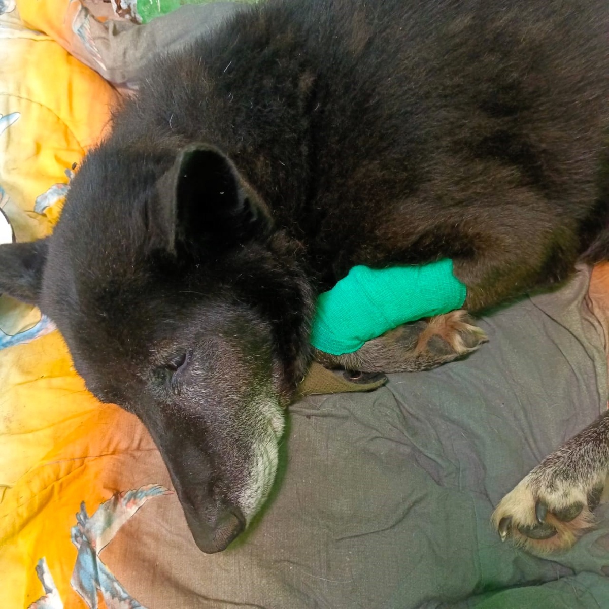 Блэк разболелся не на шутку