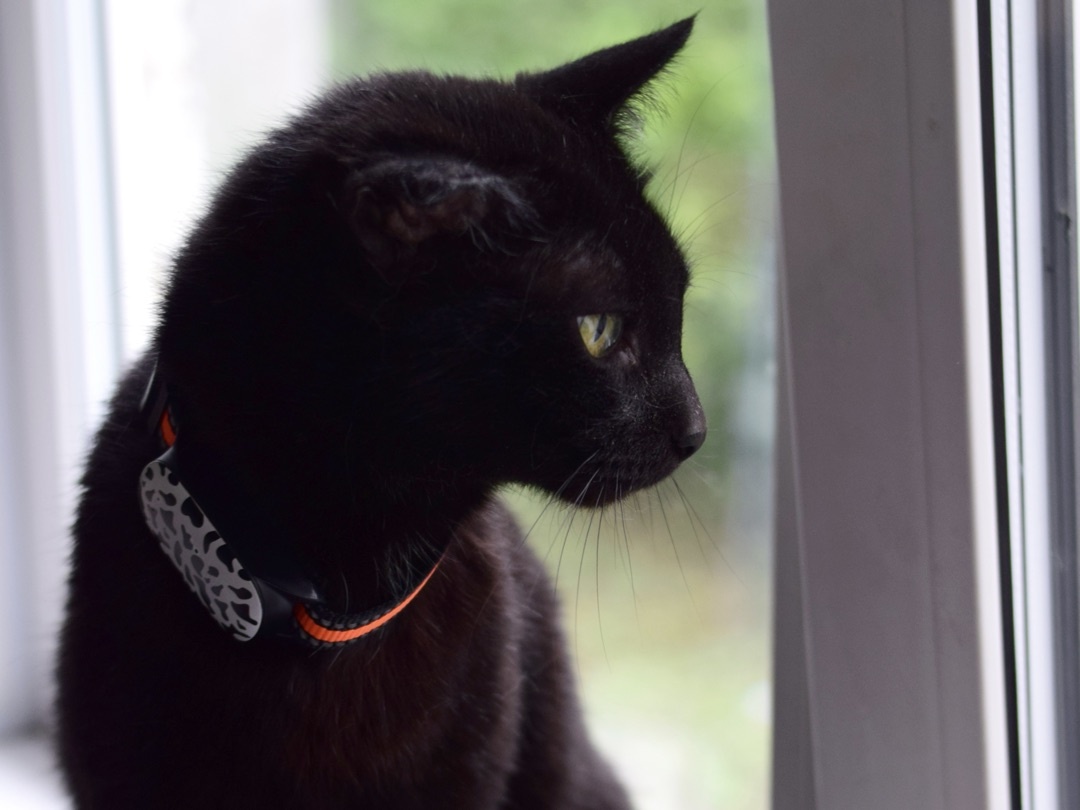 С Petsee Жорик — настоящий кот-навигатор