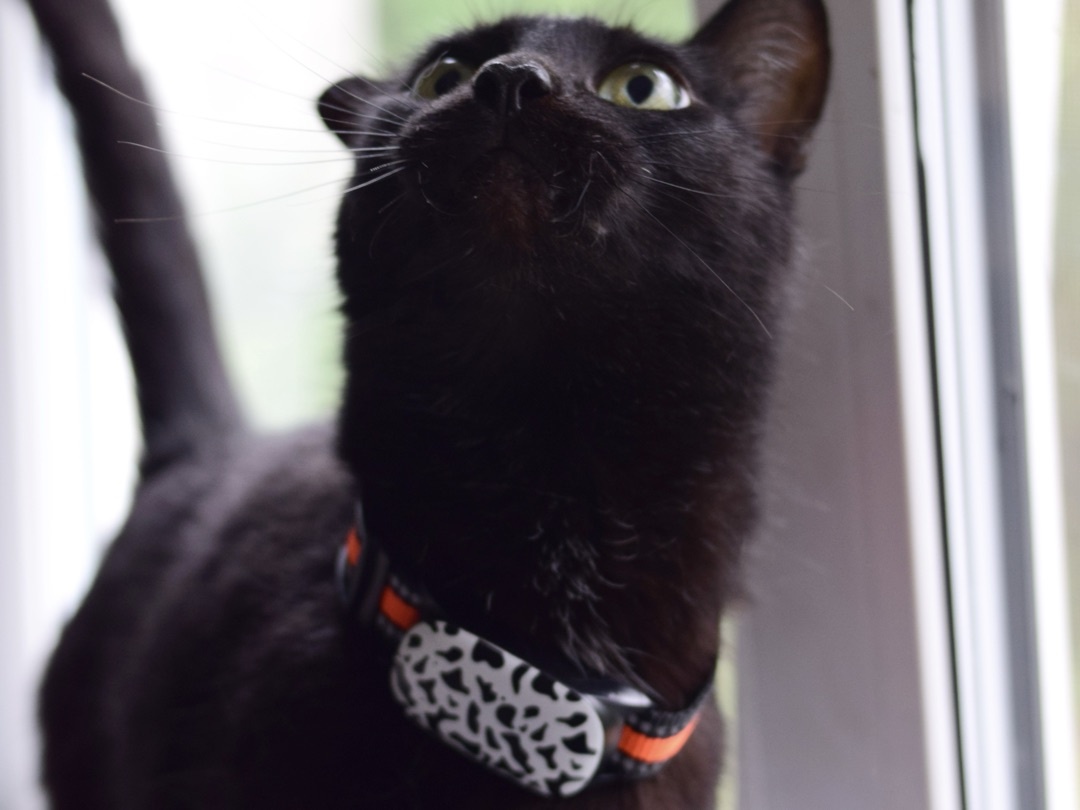 Это Жорик показывает свой подарок — трекер ему идёт, правда?