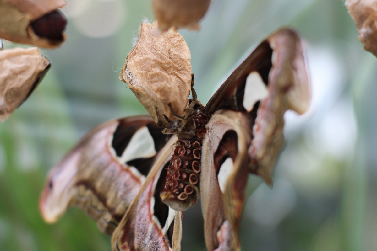 Павлиноглазка атлас (Attacus atlas) на коконе в инсектарии Парка бабочек Paradise. Фото Paradise