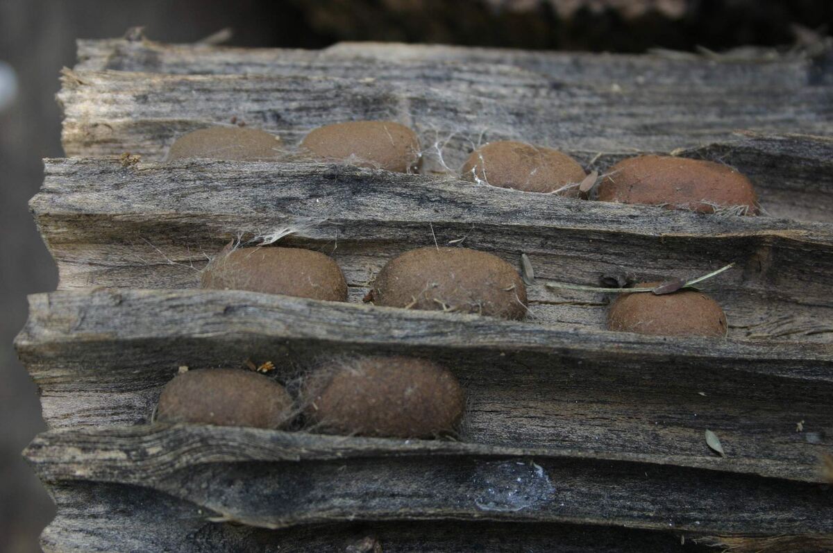 Коконы коконопряда Bombycomorpha bifascia. Фото Paul venter, 2008 г. 