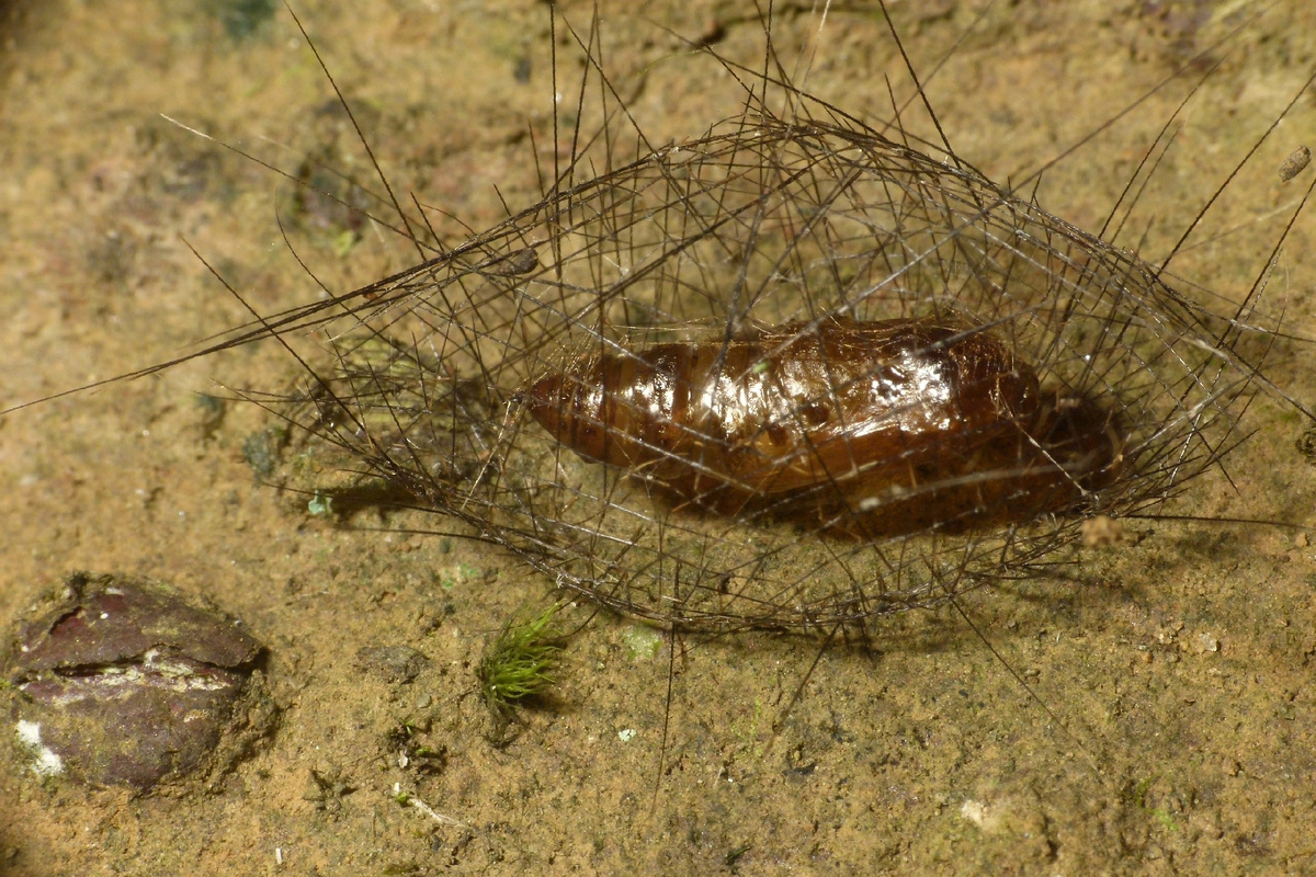 Куколка бабочки рода Cyana, окруженная «клеткой». Настоящее абстрактное искусство! Фото Shyamal, 2017 г. 