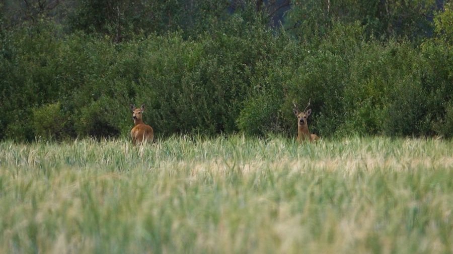    Фото: ДИП Свердловской области