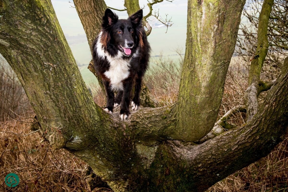 Собака на дереве 