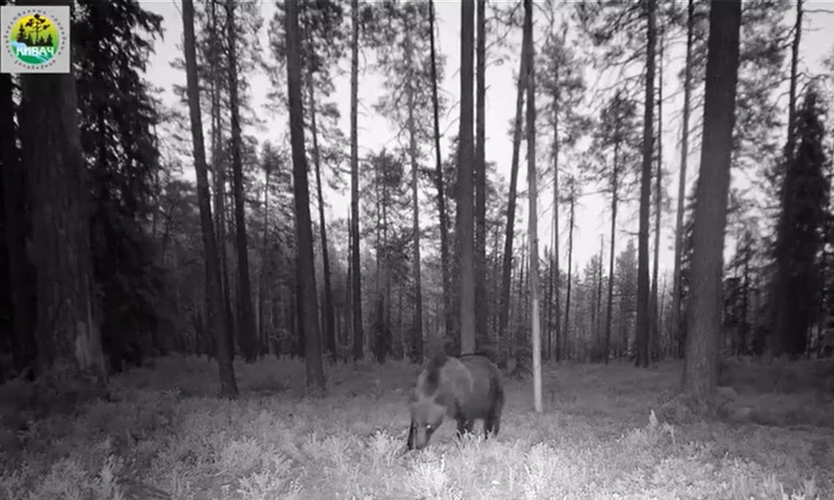    Медведь в заповеднике "Кивач". Фотоловушка заповедника "Кивач"