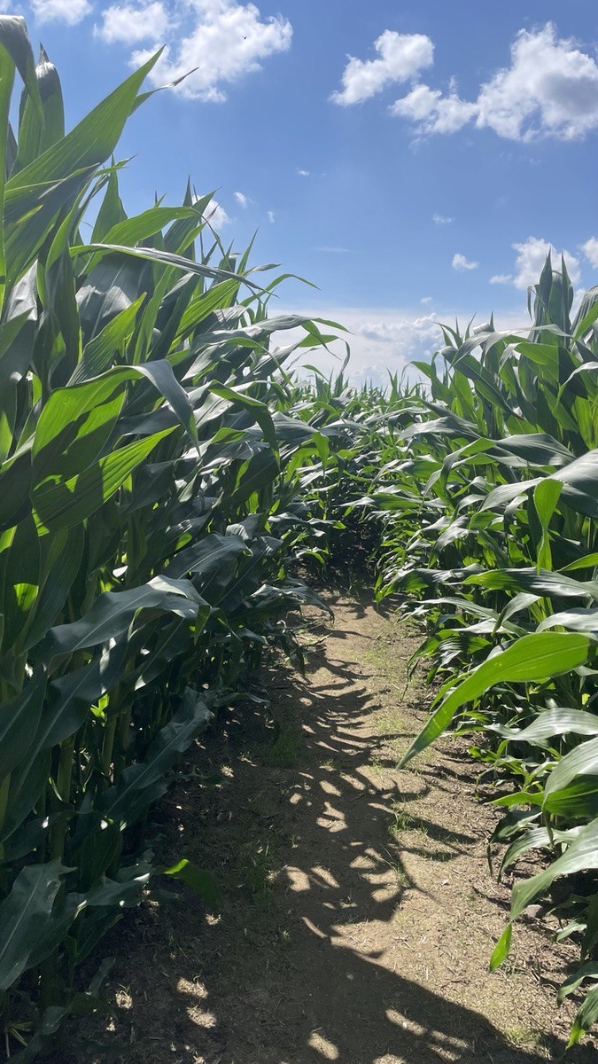 Ккурузный лабиринт