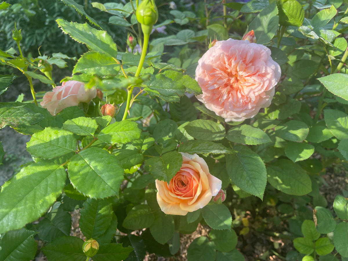 13.08.2025. Голден Селебрейшн