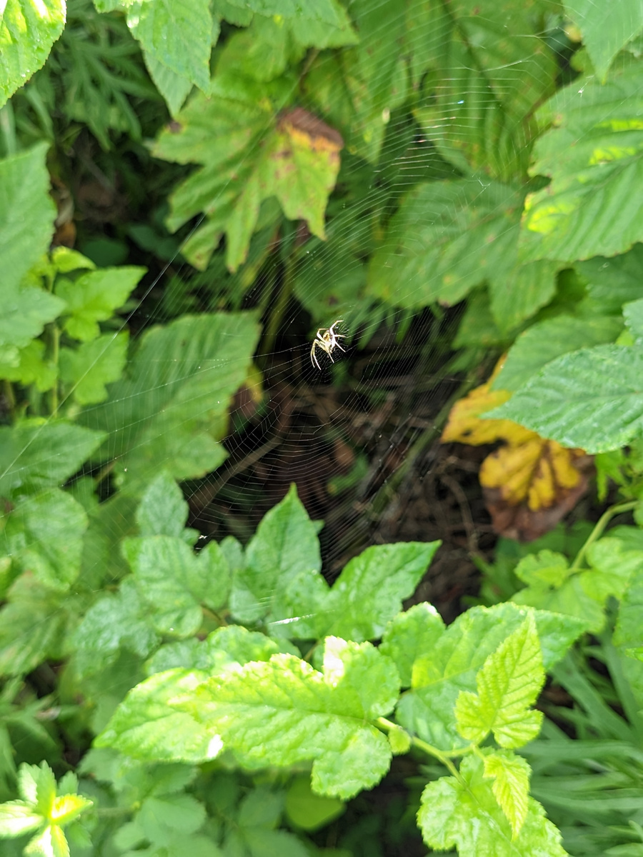 Паутина везде! 