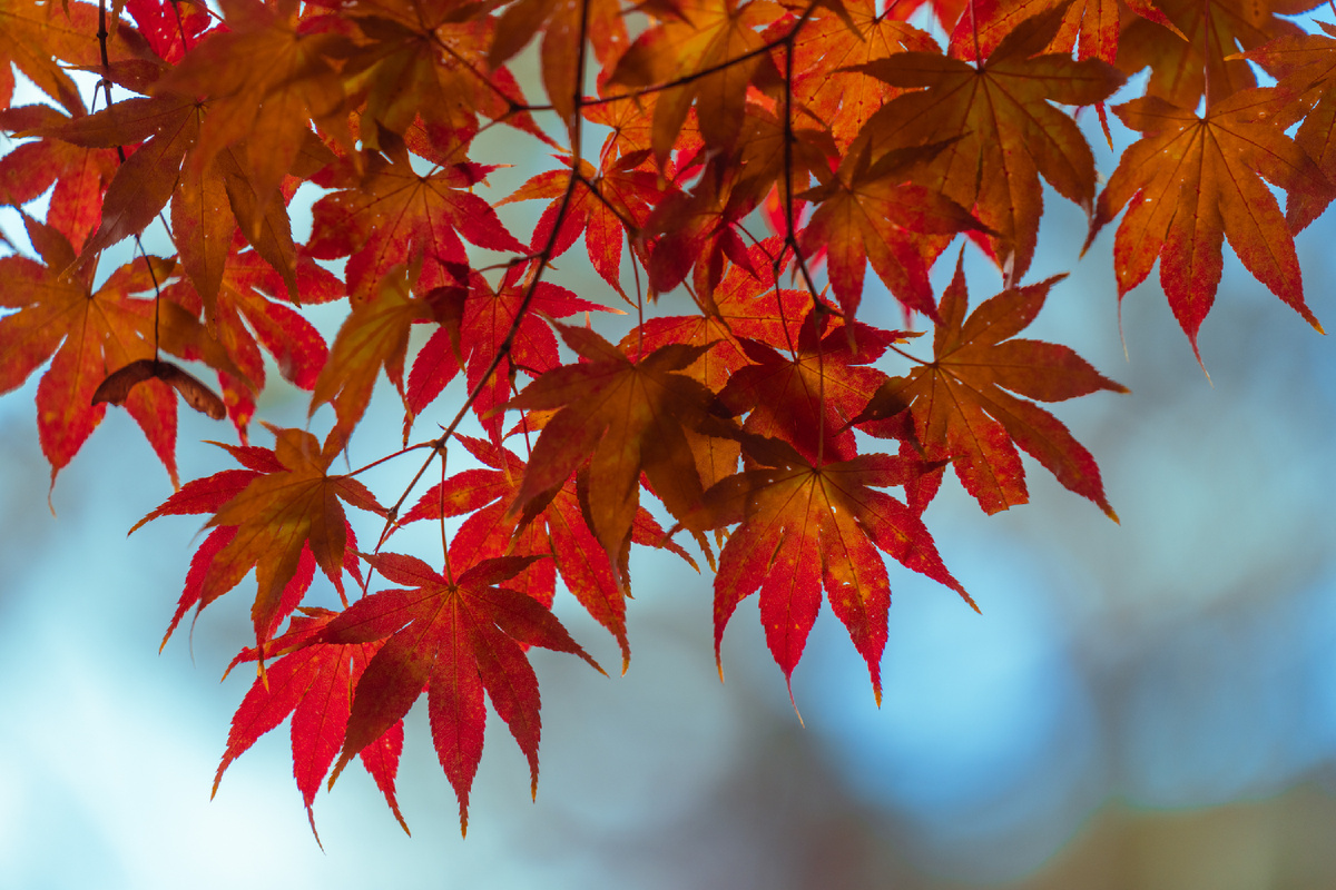 Так выглядят листья красного клёна. Фото автора.