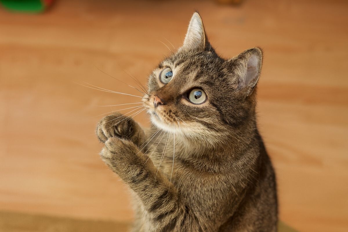 Котик просит есть