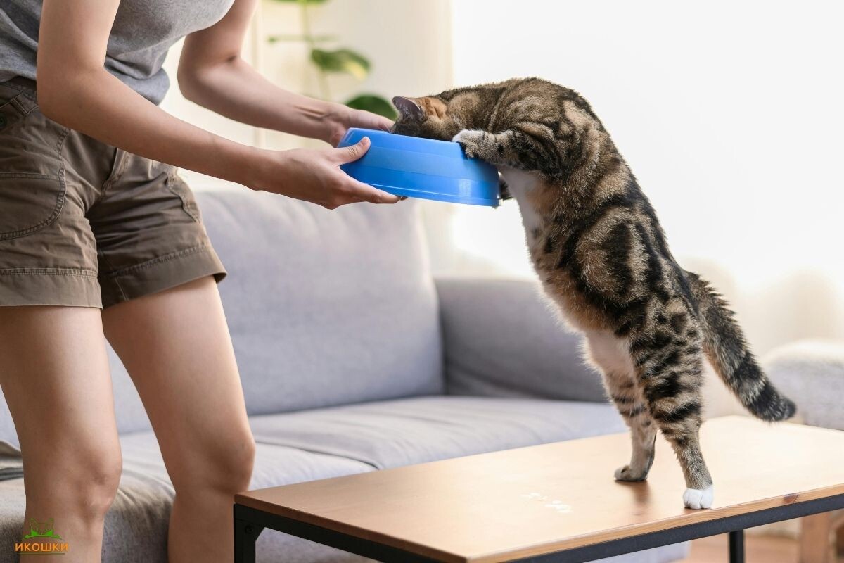 Почему кот постоянно просит есть