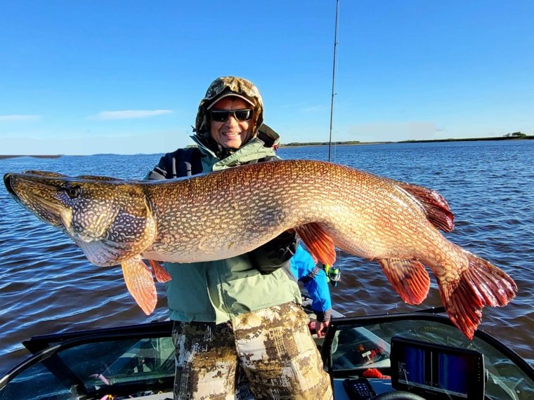 Вес щук может доходить до 10-18 килограммов. Фото: предоставлено Михаилом Белоусовым