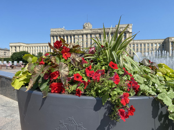 сад-трансформер на Московской площади, автор фото Натали Масю