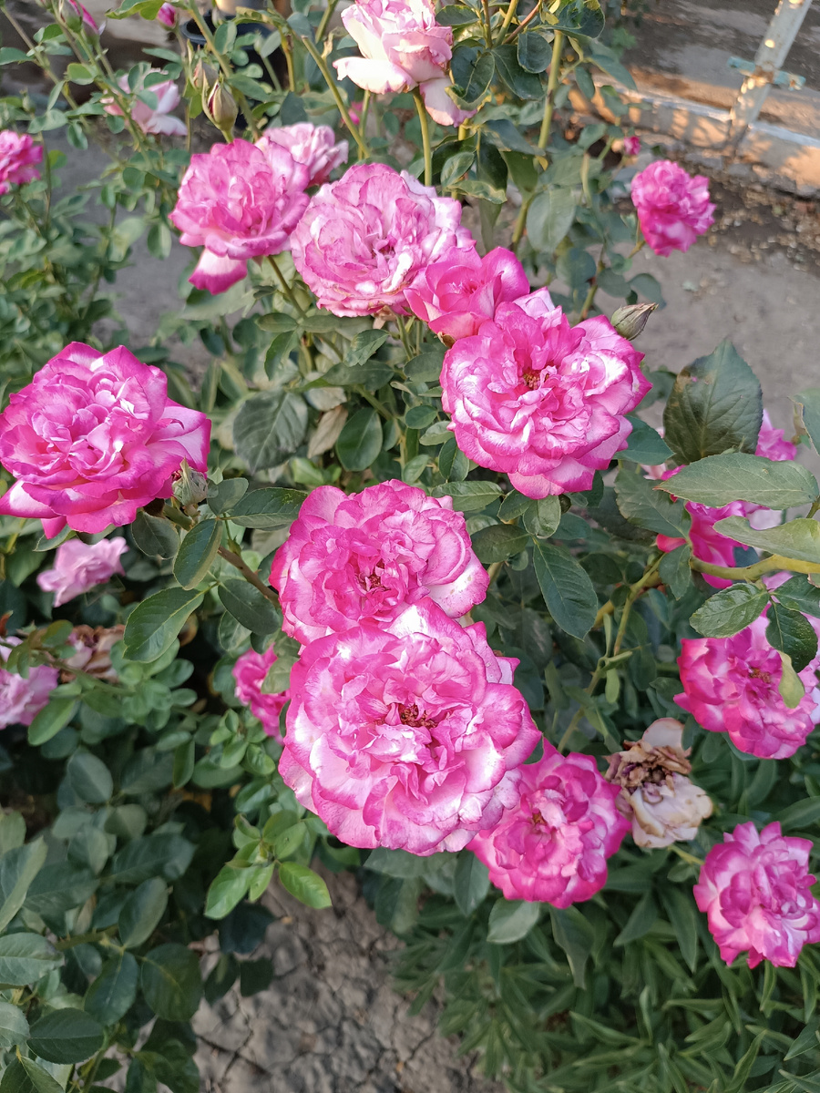 Фото автора