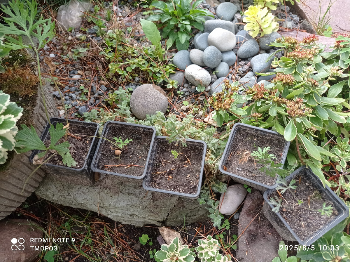 прострелы в горшках