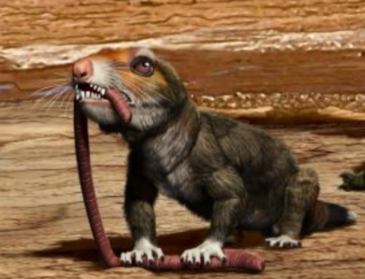 Халиминия ест червя.