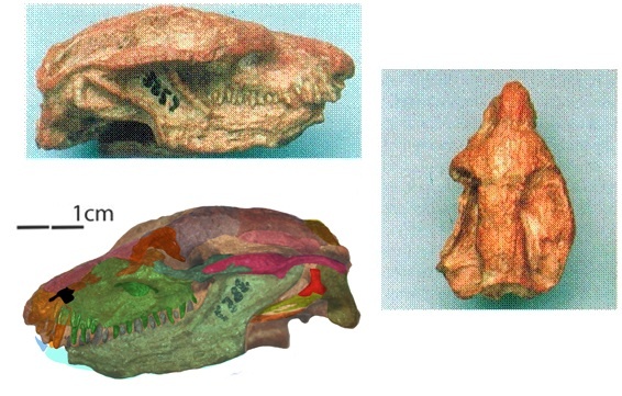 Череп халиминии: вид сбоку, вид сверху + компьютерная диограмма.