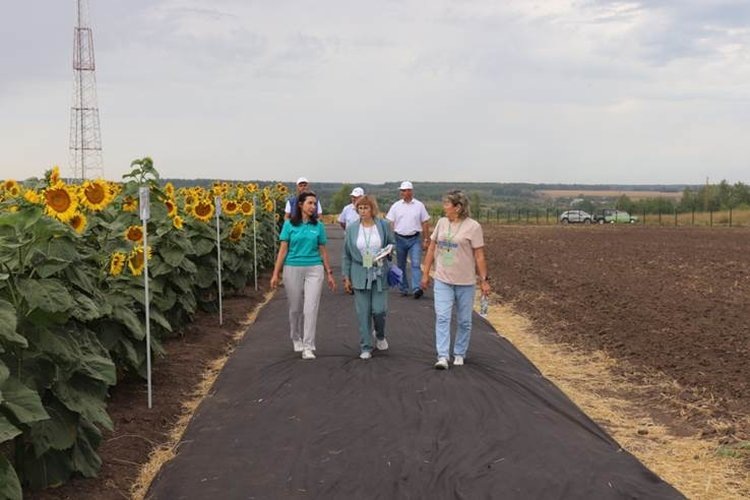    Агрополигон с российскими сортами – в центре внимания на «Дне сибирского поля»