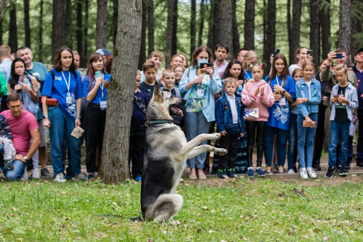    Музей Победы отпразднует День фронтовой собаки с особой программой
