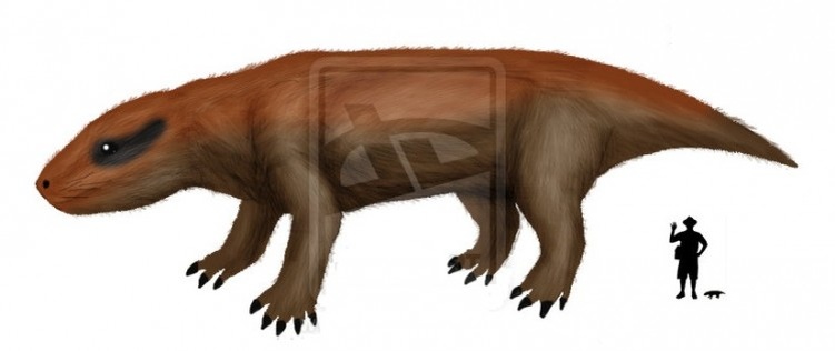 Эллиотерий: иллюстрация+сравнение размеров с человеком.