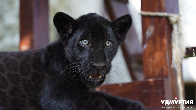 Никита Широбоков