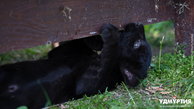 Никита Широбоков