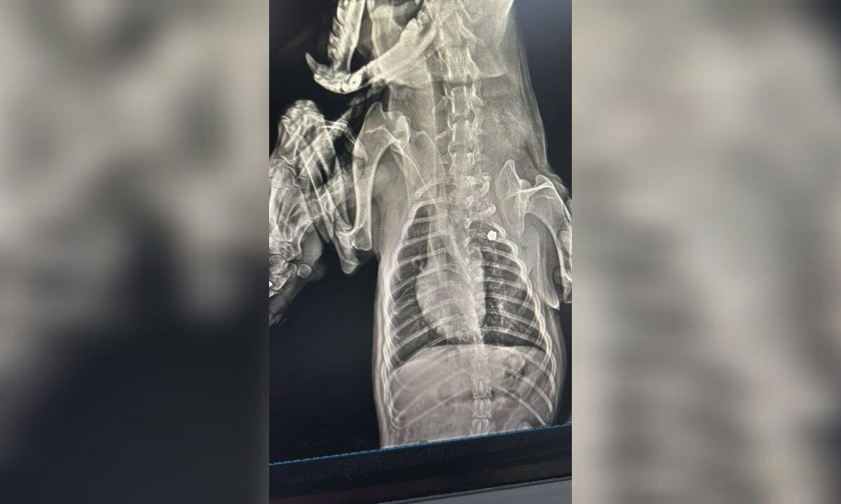    Фото t.me/pva_chp