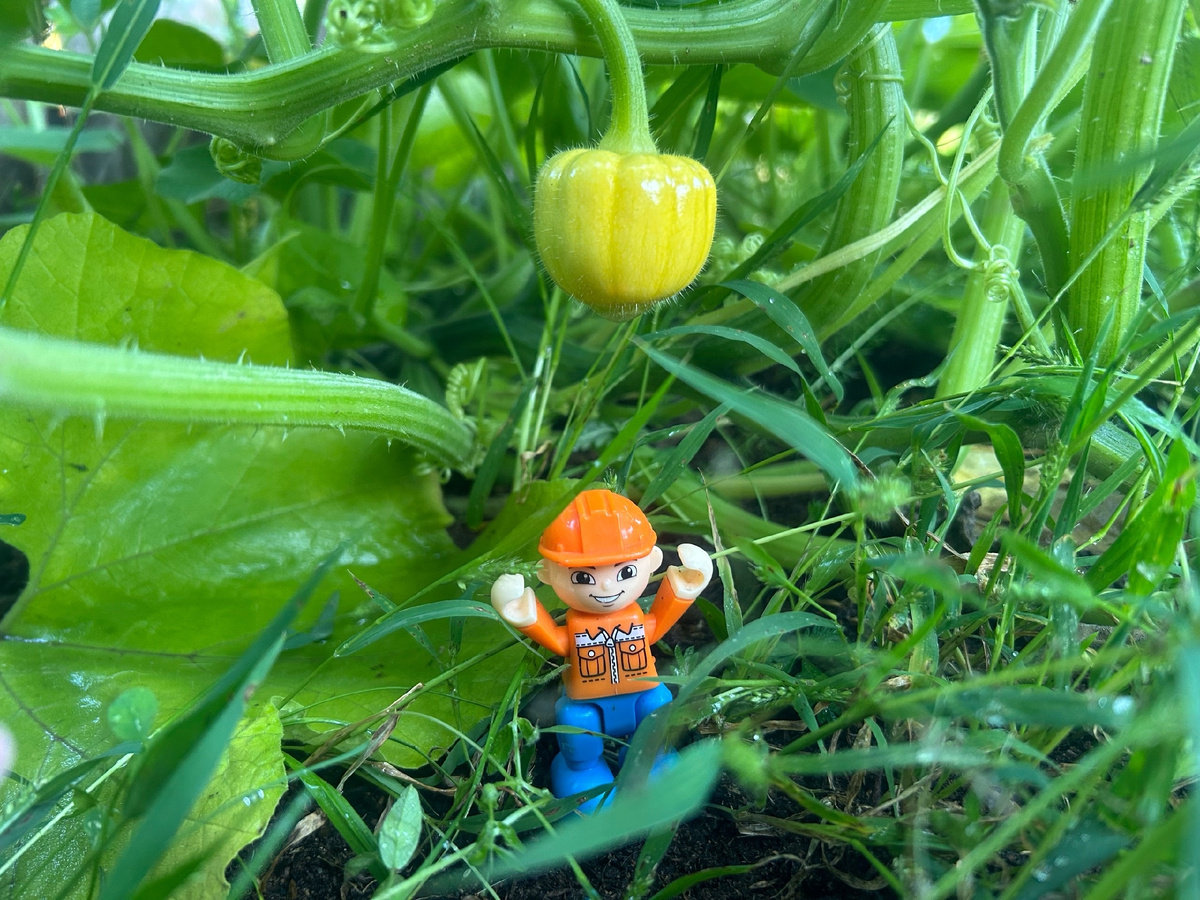 Претендент на победу в номинации на самую маленькую тыкву