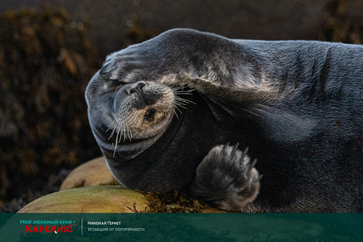    Фотография с выставки "Мой любимый край - Карелия!". Фото предоставлено организаторами