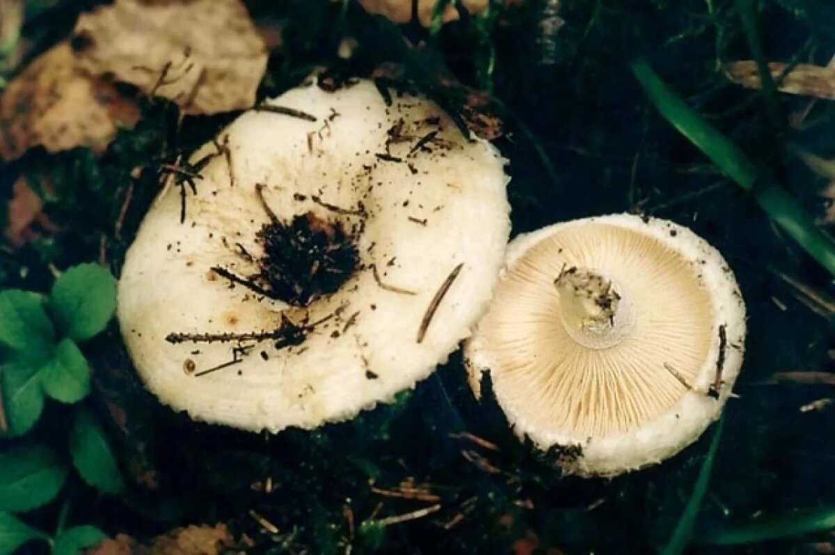    Диетолог Русакова рассказала, кому опасно есть грузди